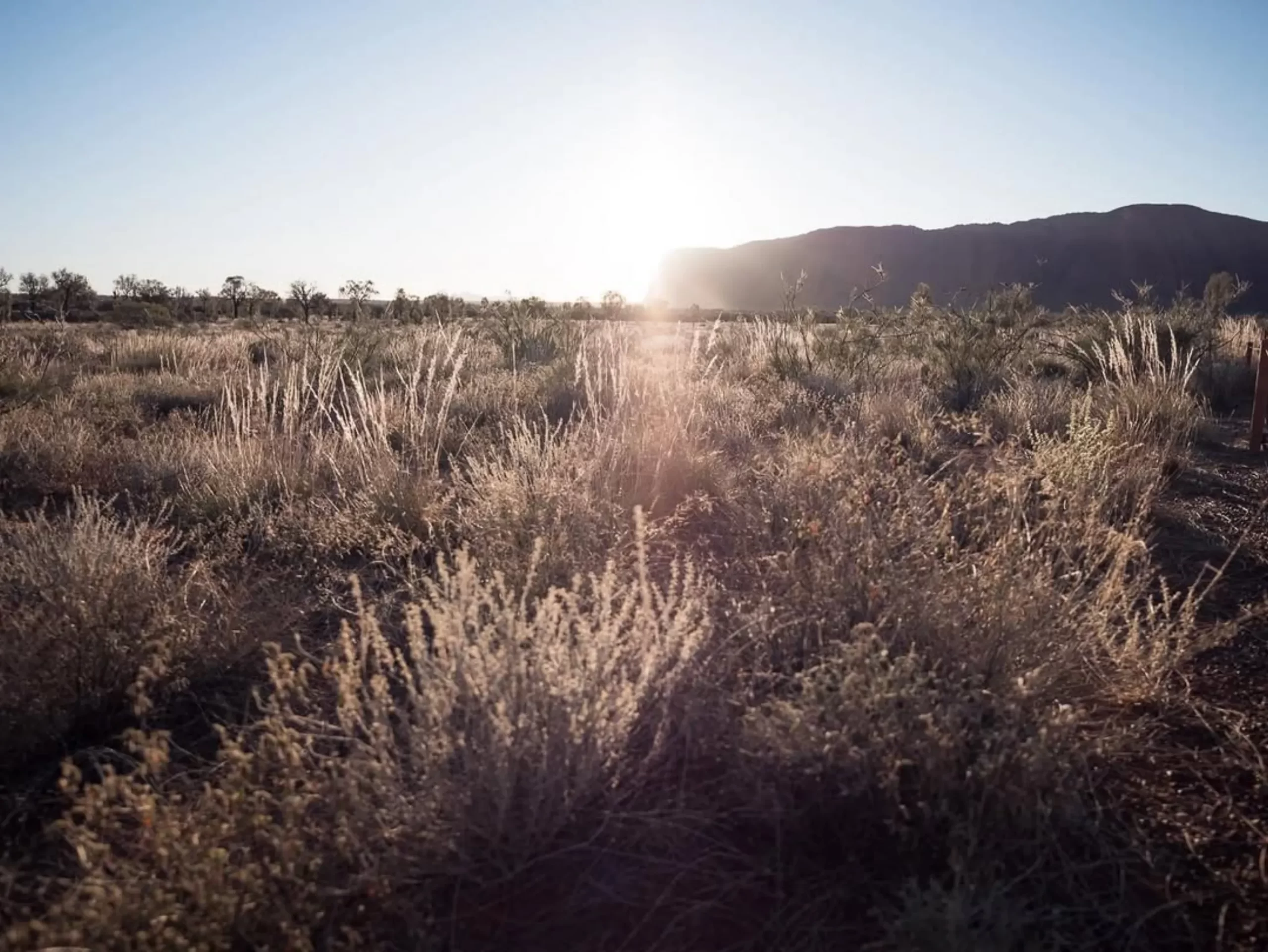 native plants, Uluru